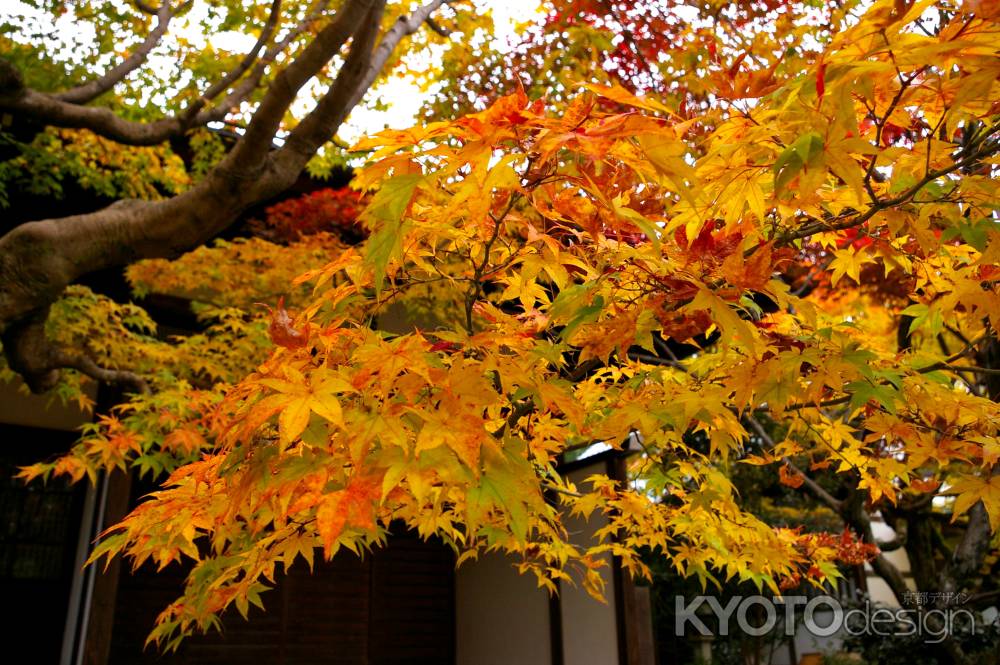 常寂光寺の紅葉3