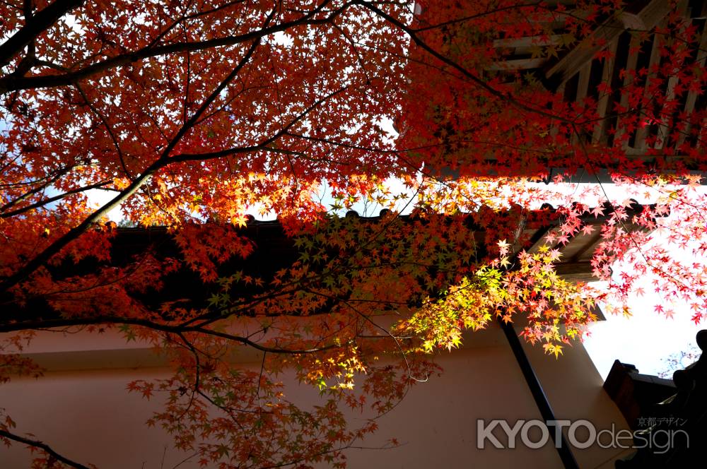 西明寺の紅葉3
