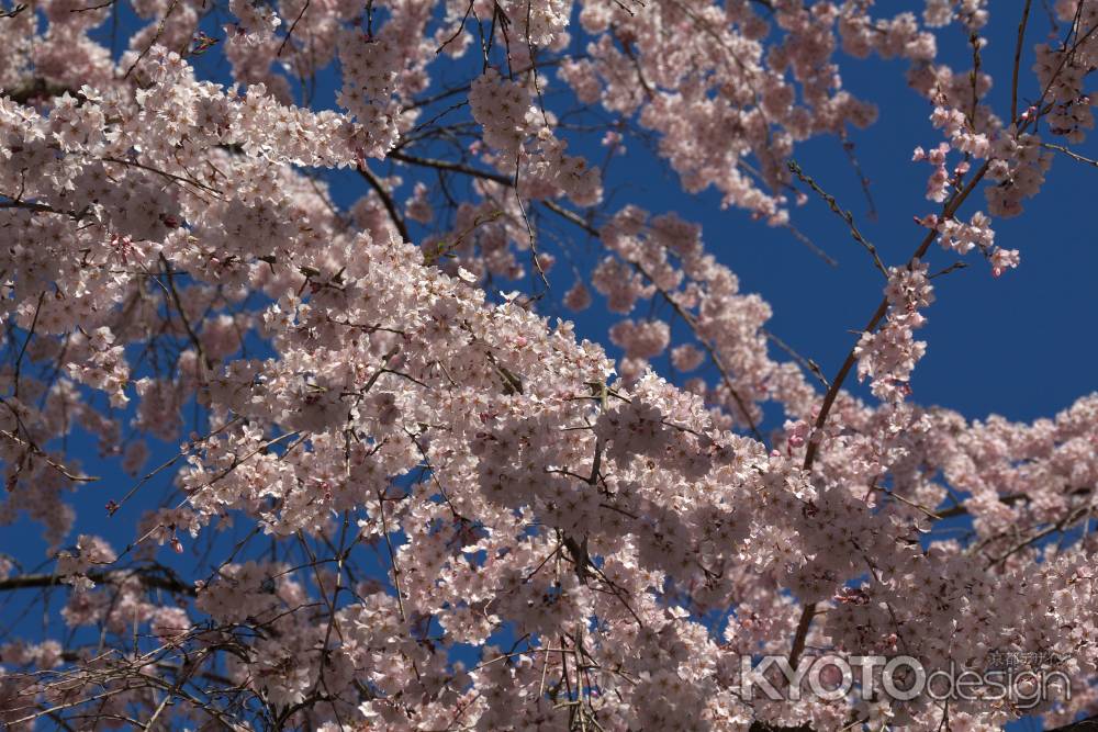 醍醐寺三宝院の桜14