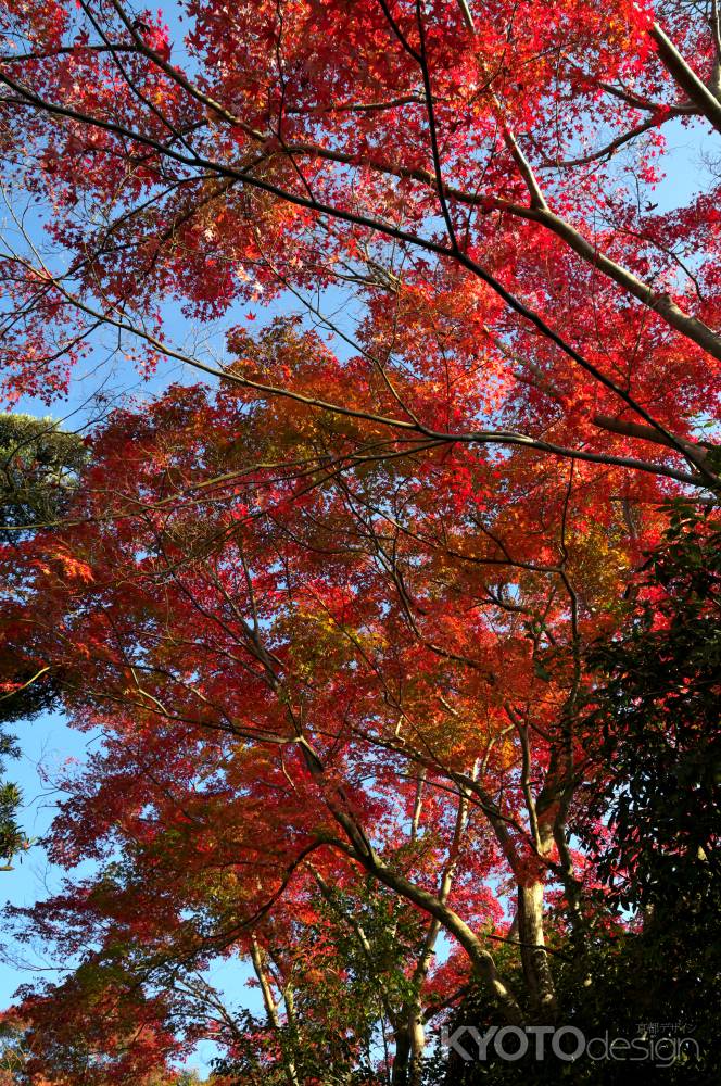 金福寺の紅葉3