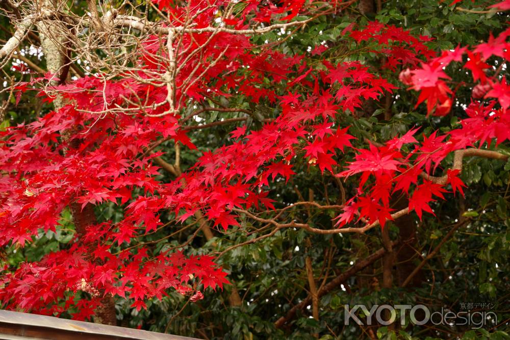 勝持寺の紅葉
