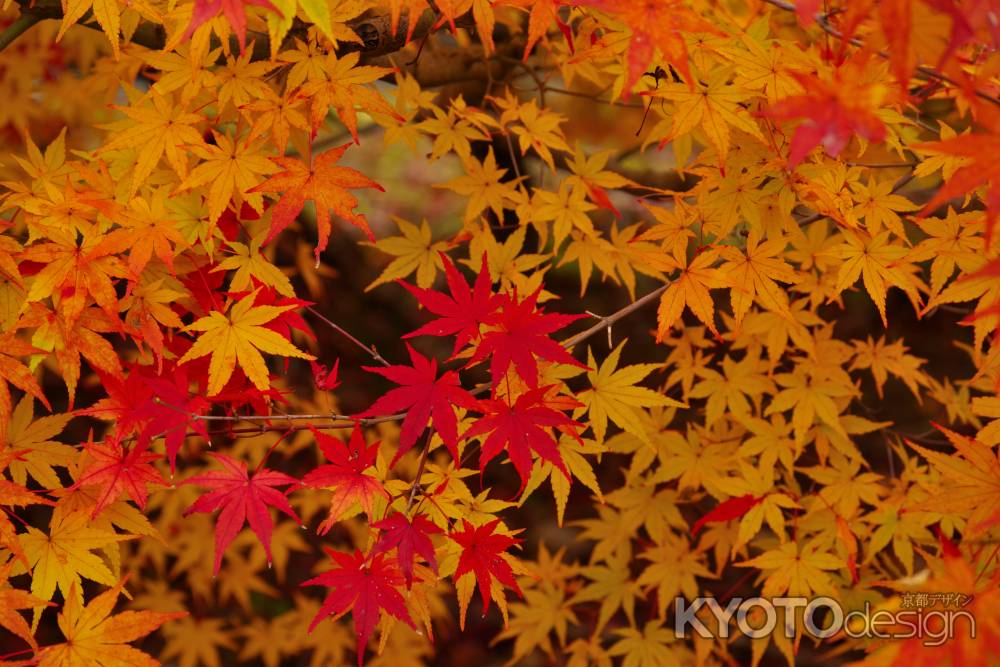 勝持寺の紅葉2