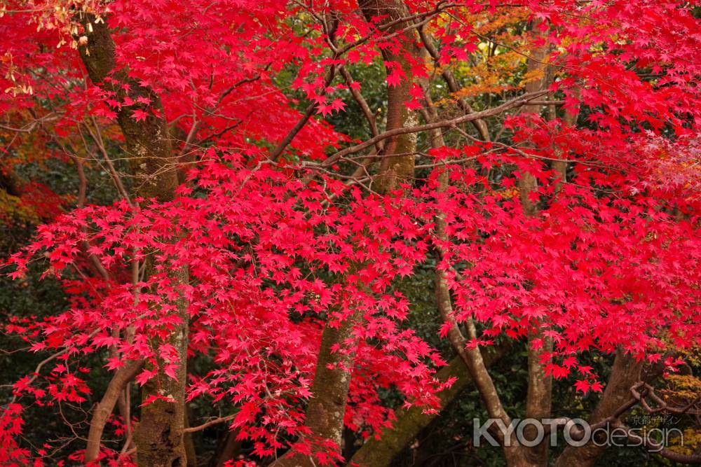 勝持寺の紅葉32