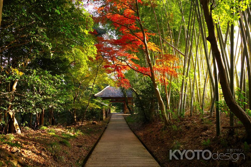 勝持寺の紅葉