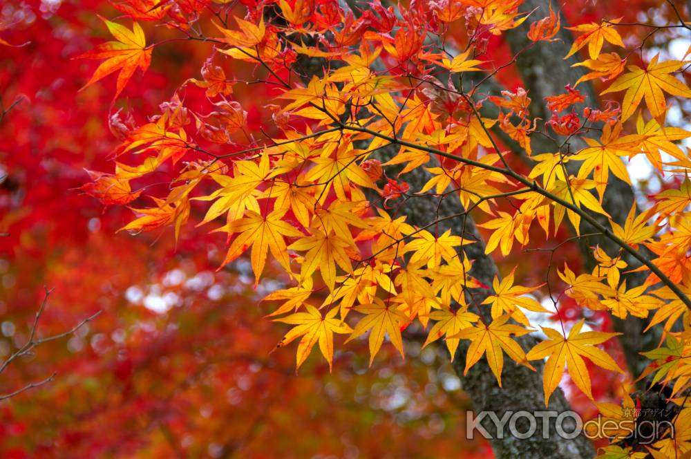 常寂光寺の紅葉4