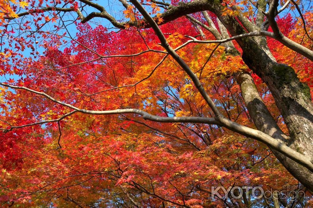 常寂光寺の紅葉11