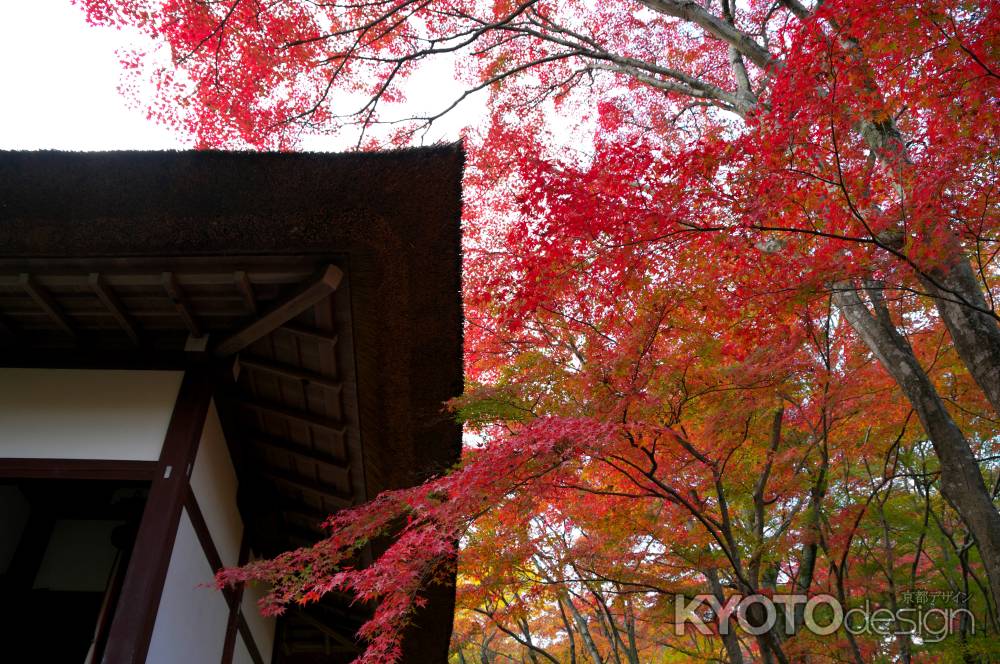 常寂光寺の紅葉12