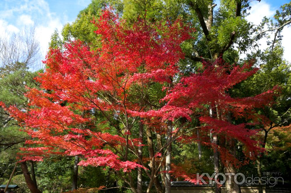龍安寺の紅葉