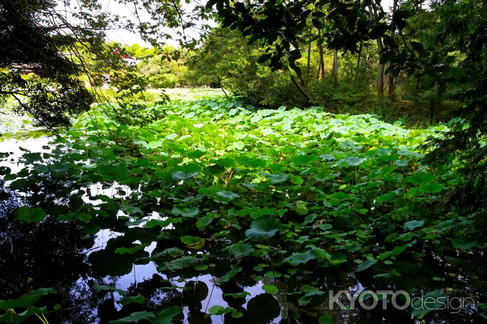 勧修寺　氷室の池