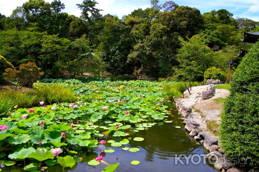 勧修寺　氷室の池5