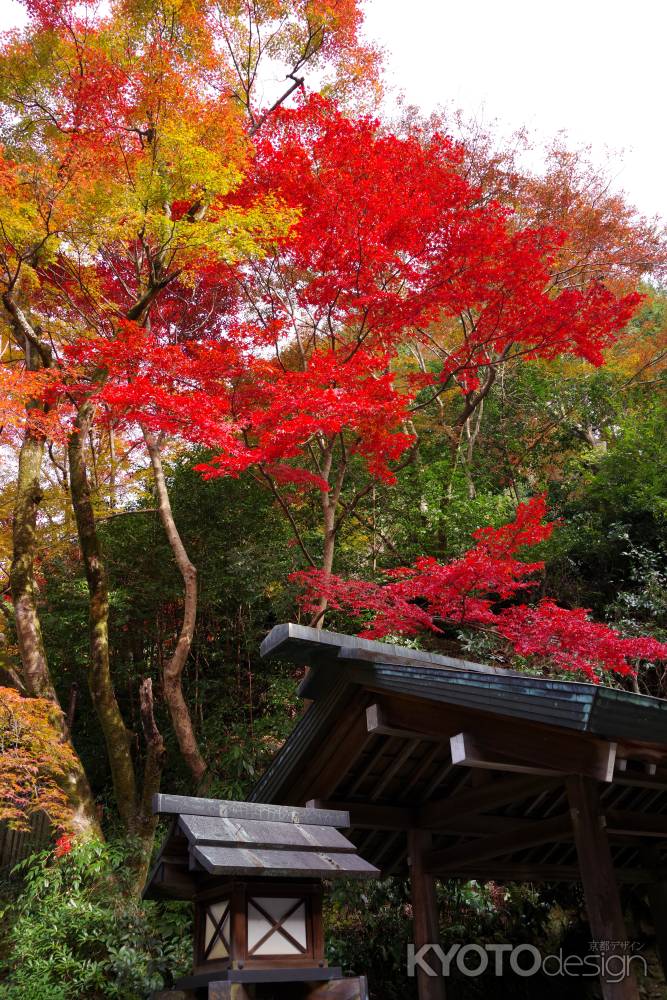 日向大神宮の紅葉2