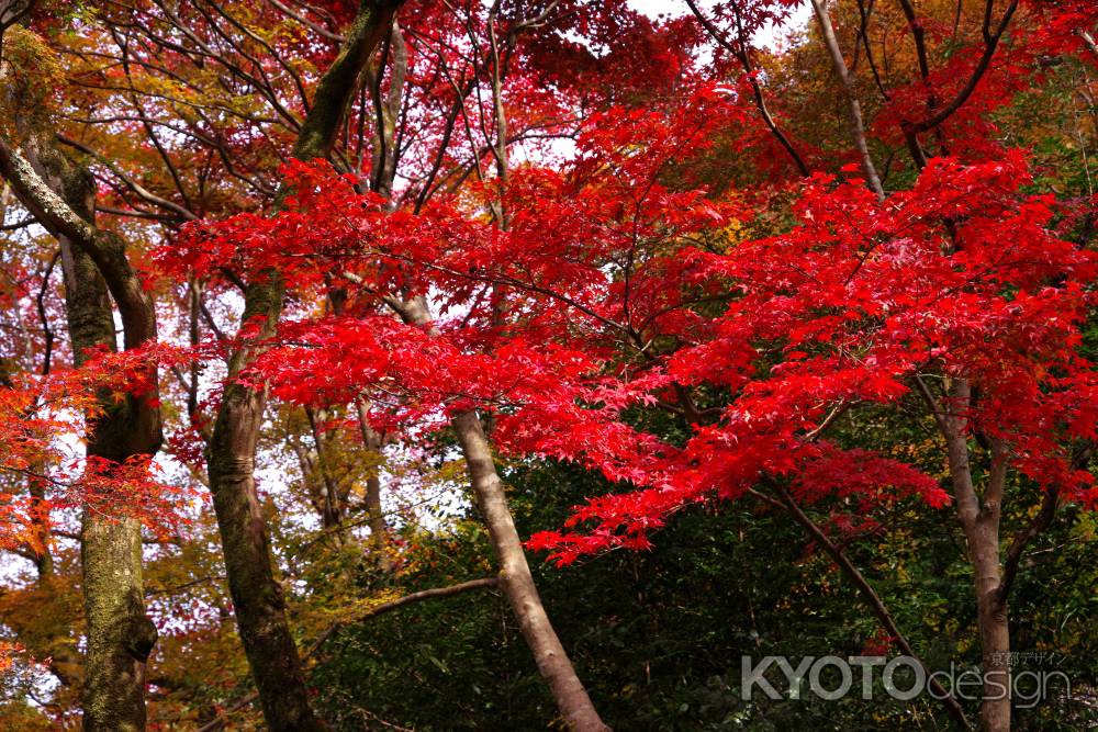 日向大神宮の紅葉3