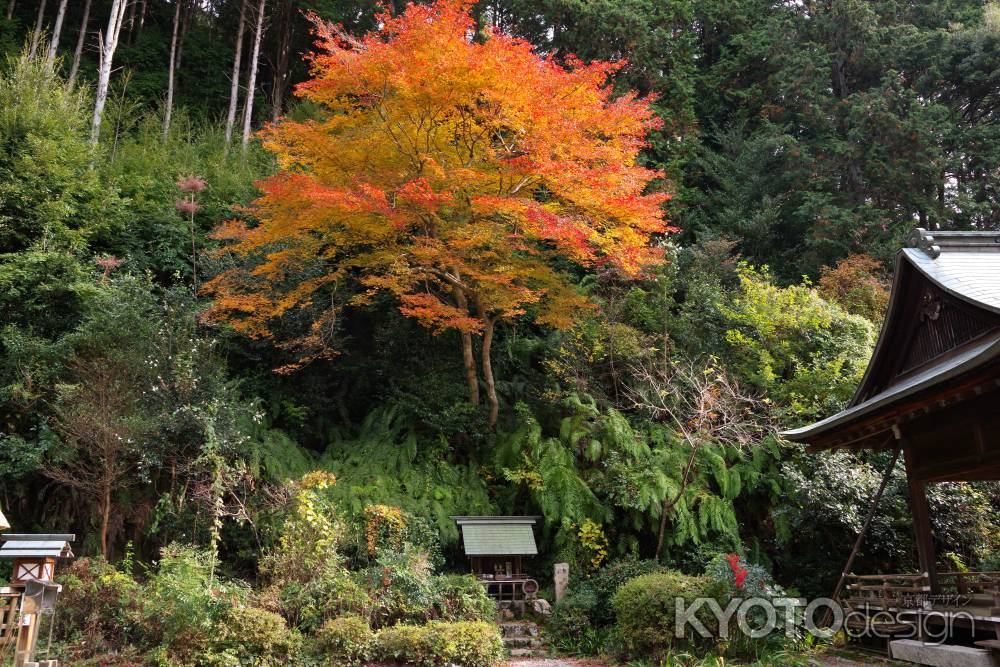 日向大神宮の紅葉13