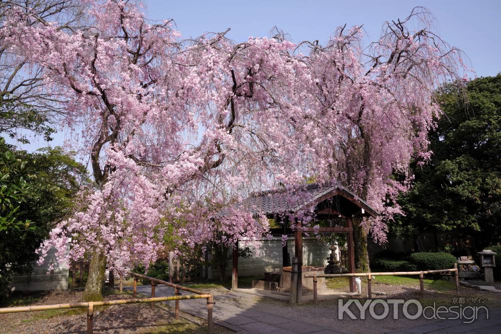 養源院の桜9