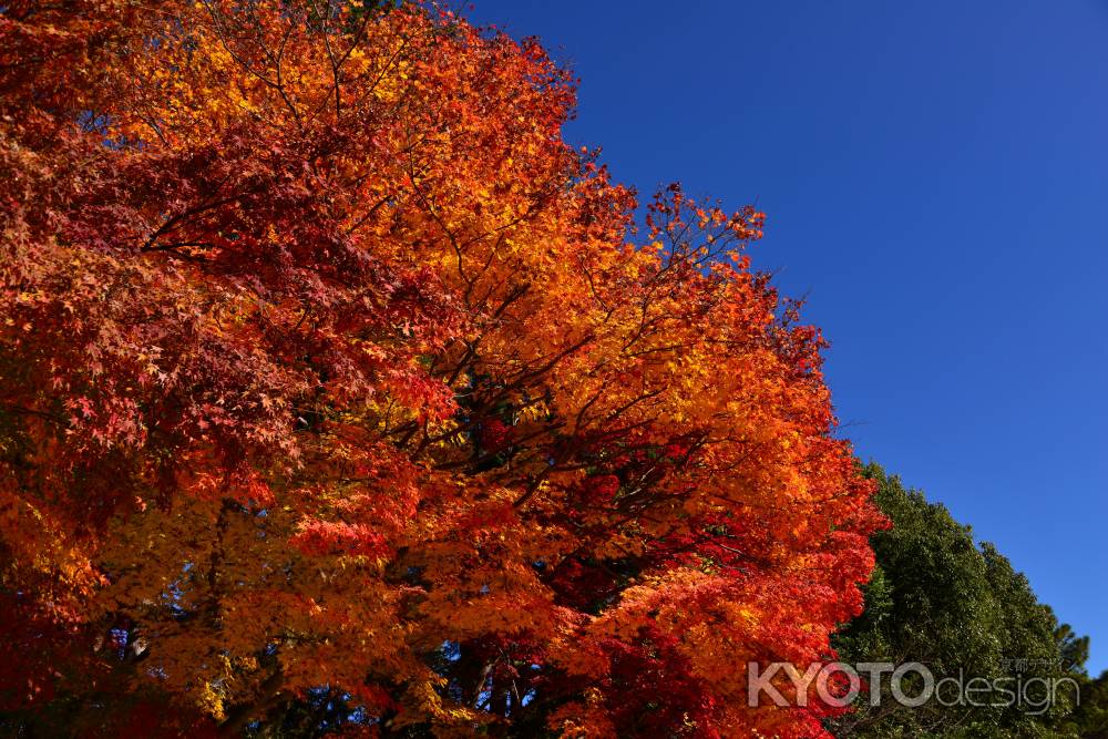 上賀茂神社の紅葉