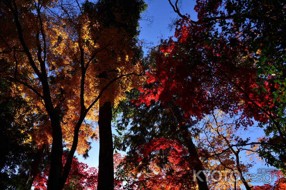 上賀茂神社の紅葉