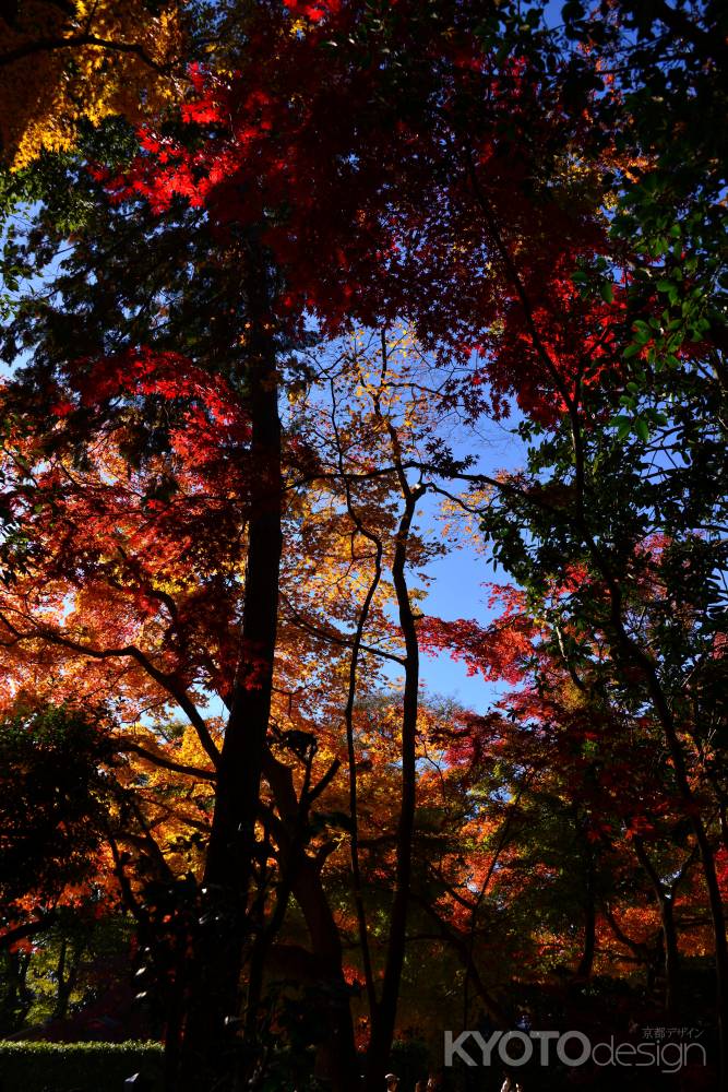 上賀茂神社の紅葉