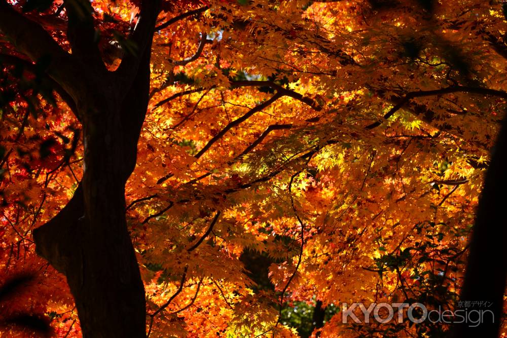 上賀茂神社の紅葉