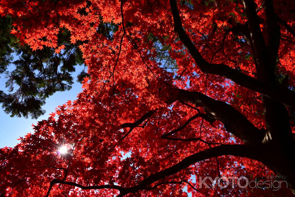 上賀茂神社の紅葉