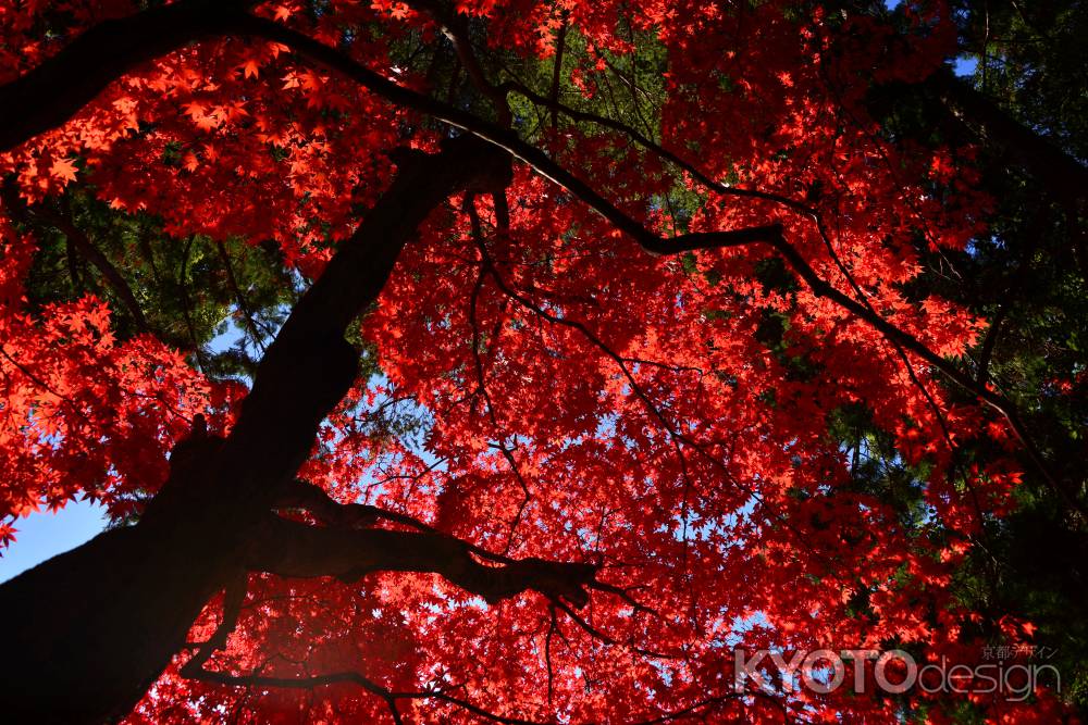上賀茂神社の紅葉