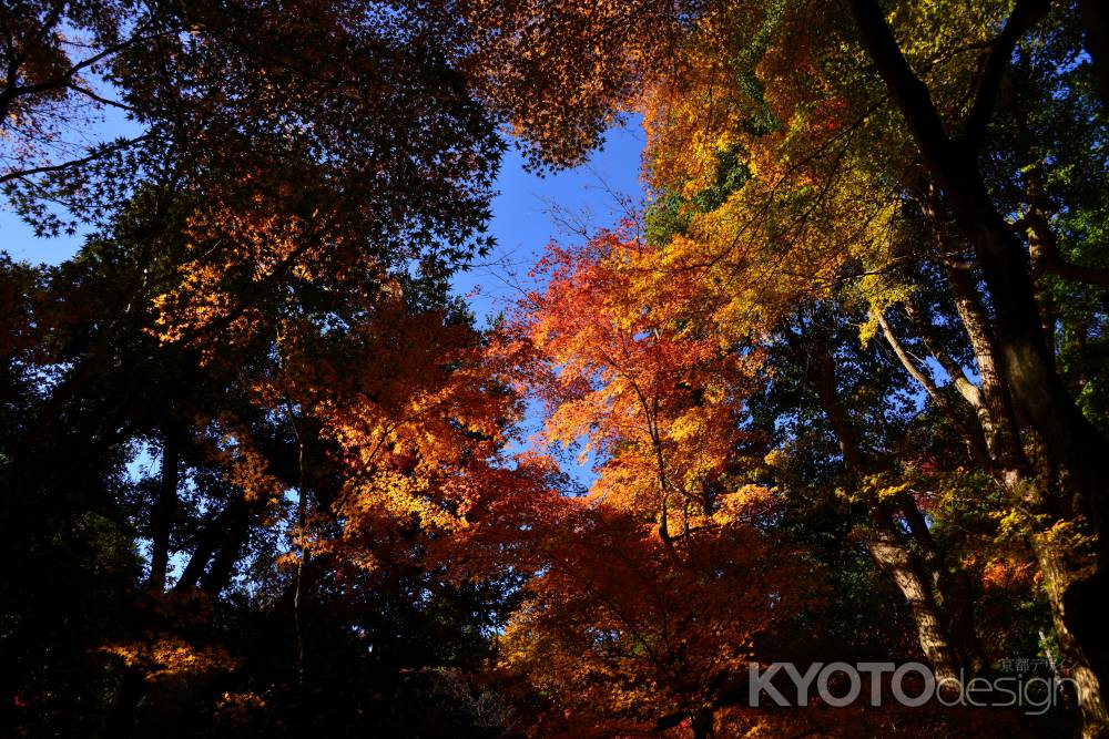 上賀茂神社の紅葉