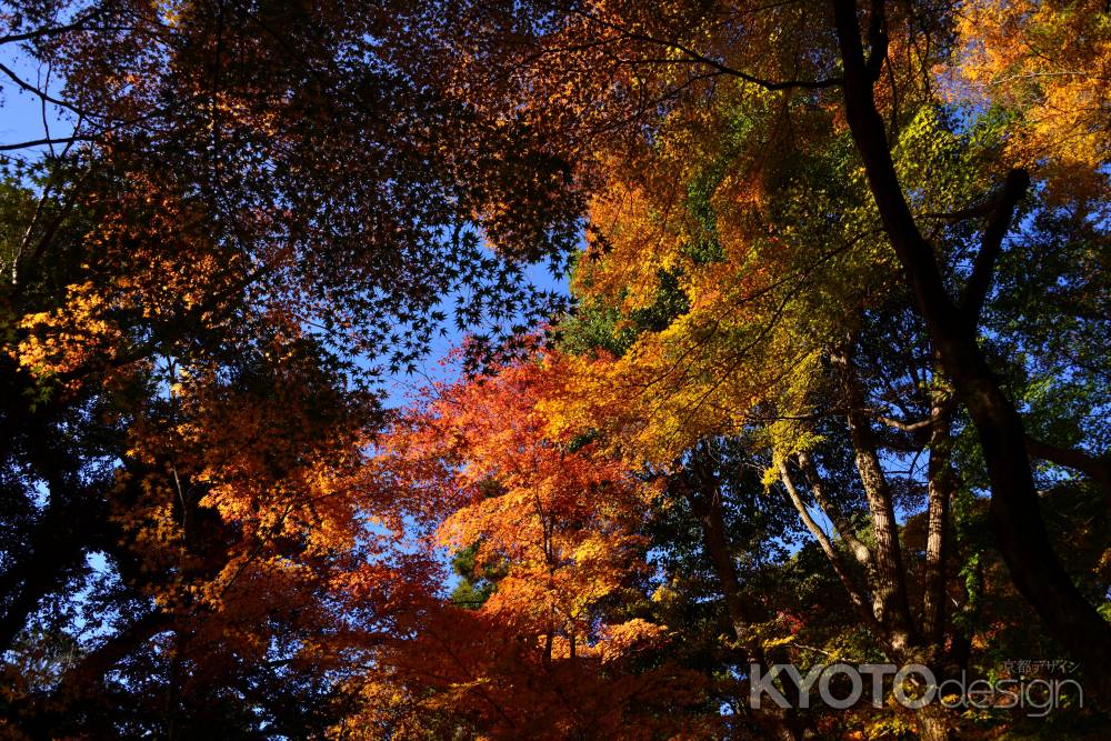 上賀茂神社の紅葉