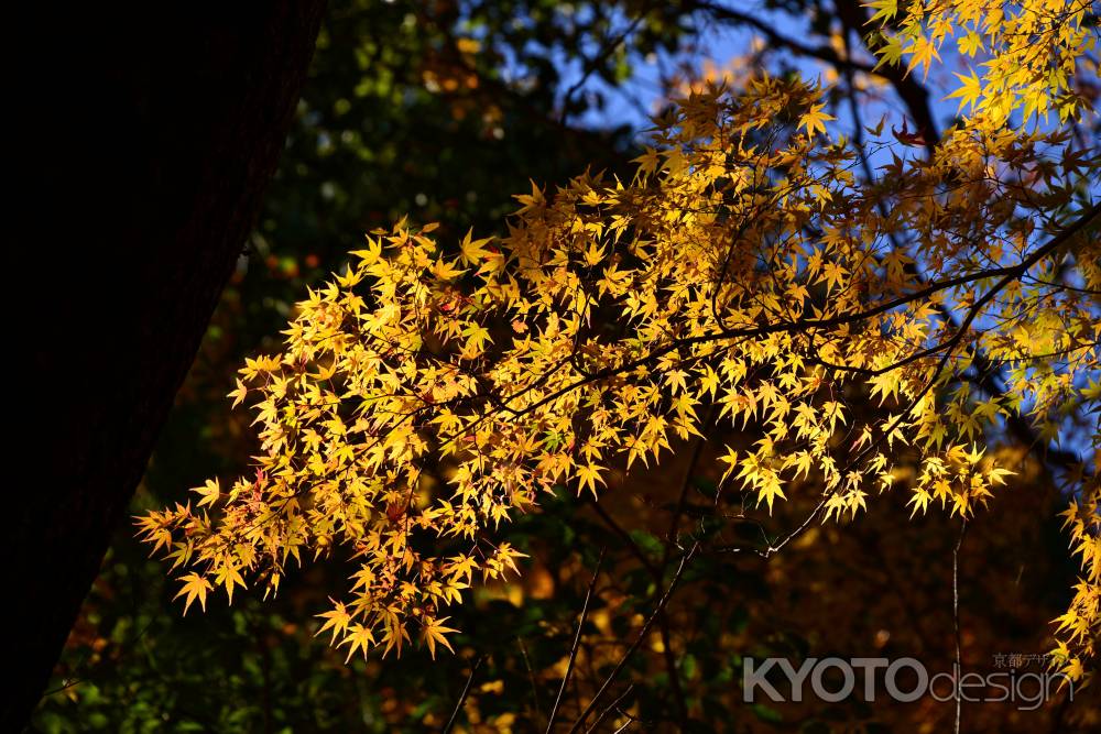 上賀茂神社の紅葉