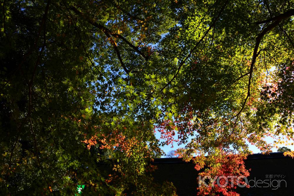 上賀茂神社の紅葉
