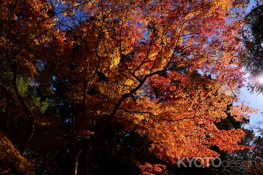 上賀茂神社の紅葉