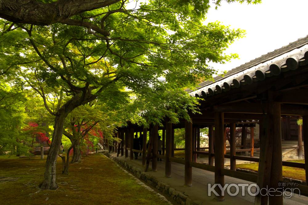 新緑の東福寺3