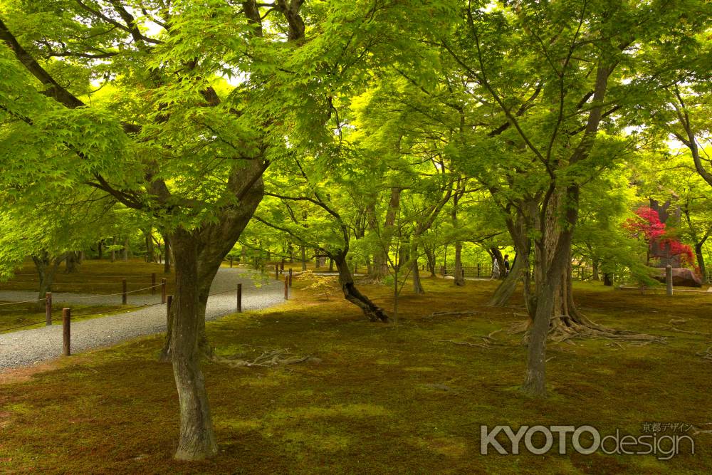 新緑の東福寺4