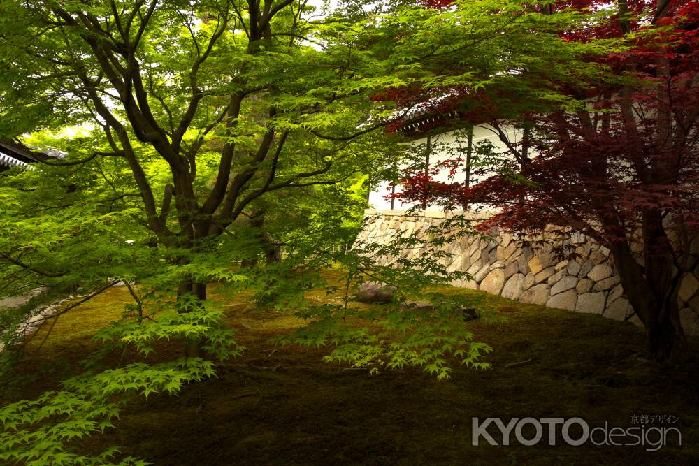 新緑の東福寺7