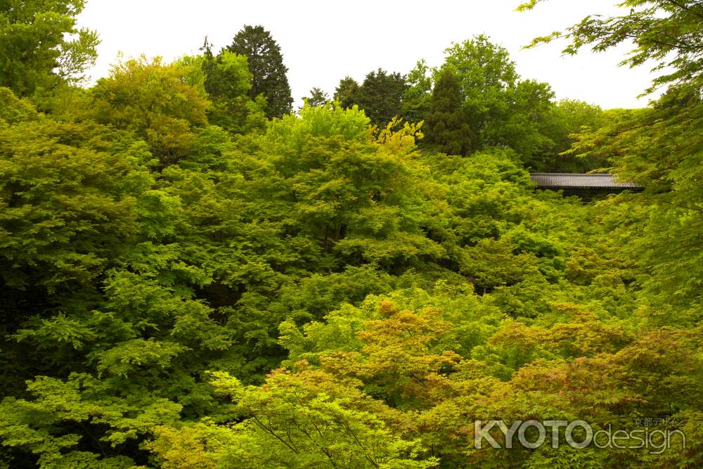 新緑の東福寺18