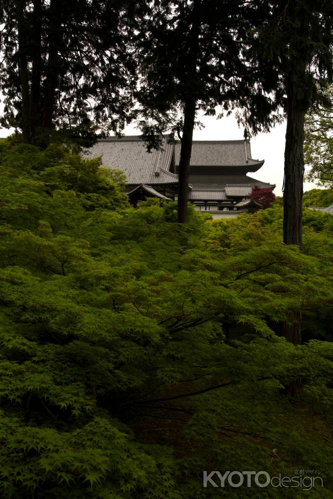 新緑の東福寺19
