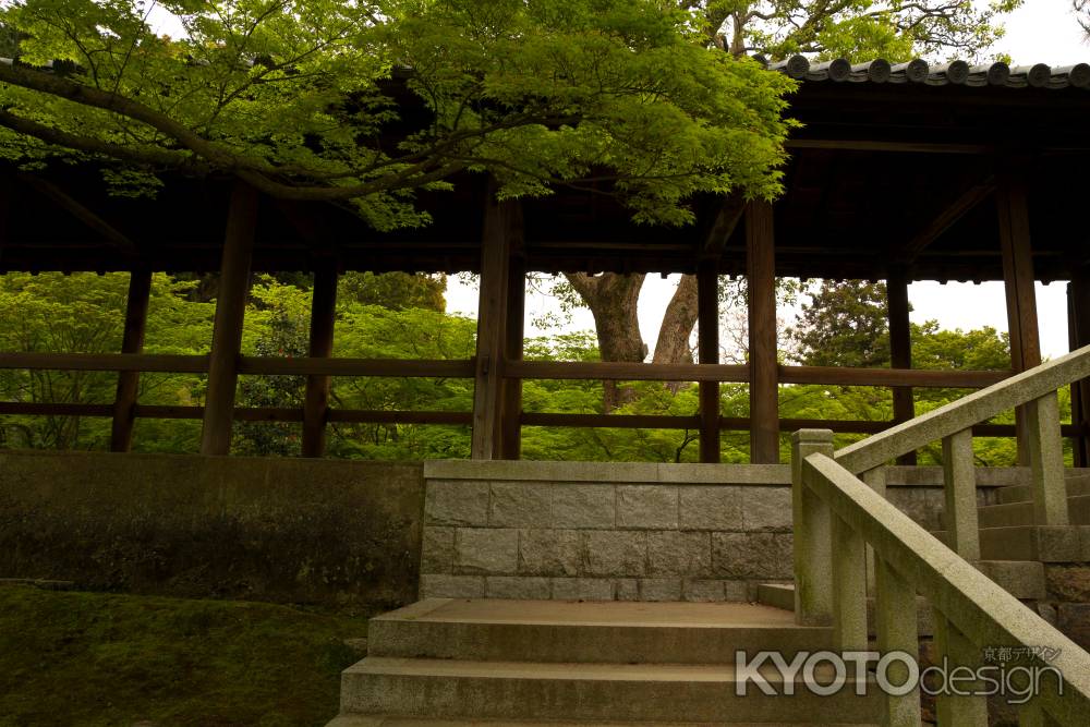 新緑の東福寺28