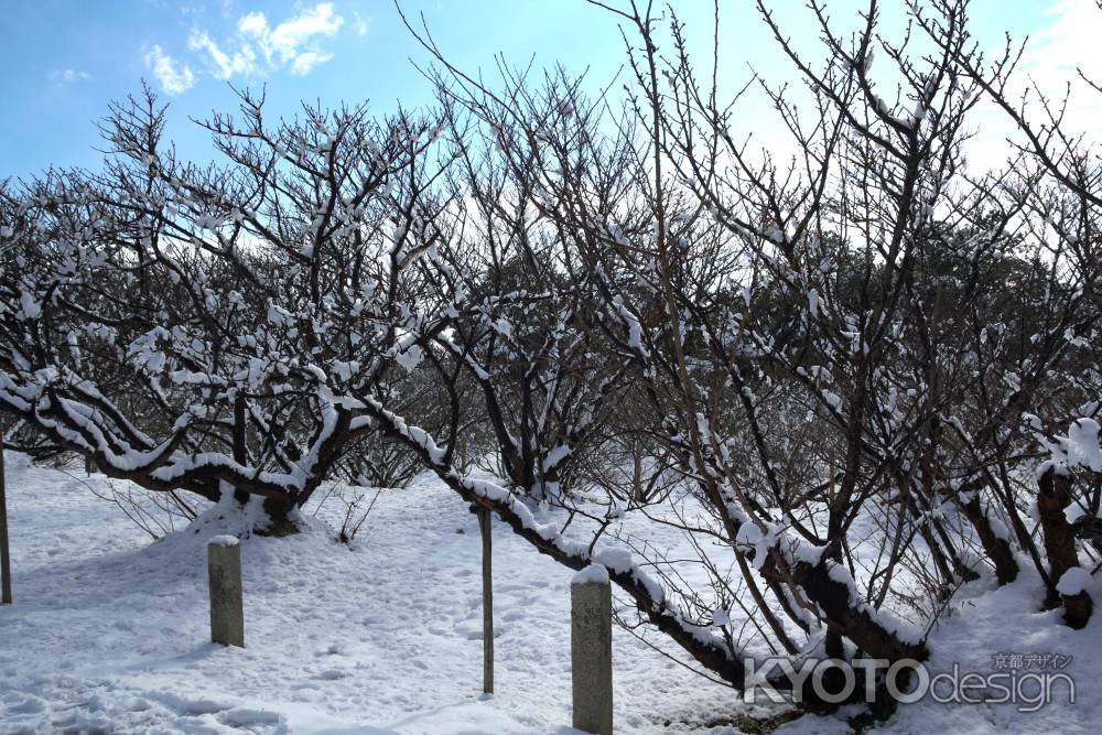 雪景色の仁和寺44