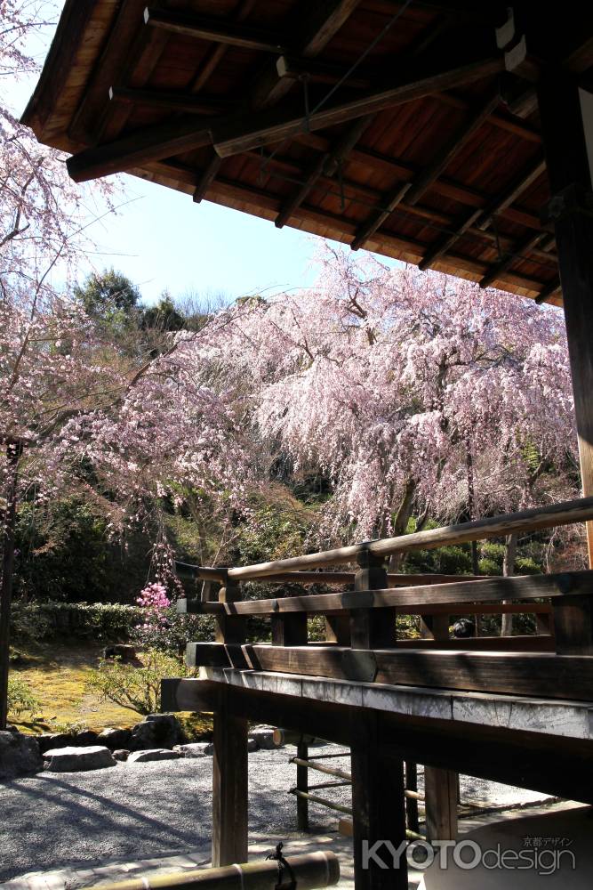 天龍寺の桜15