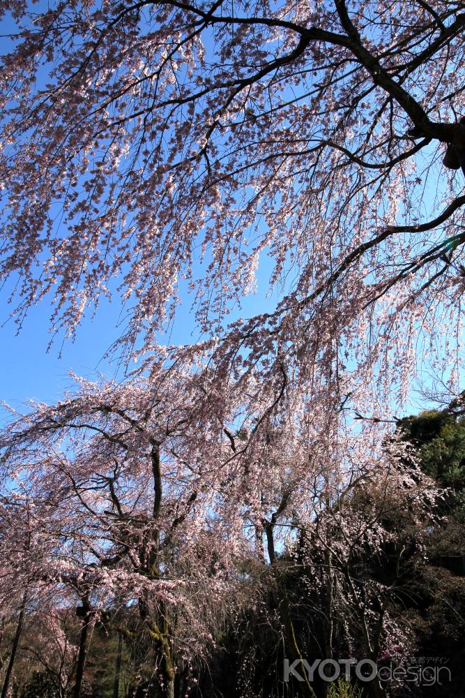 天龍寺の桜17