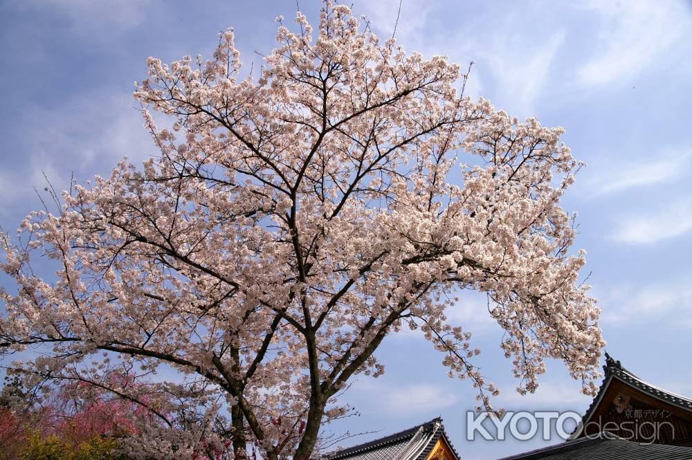 天龍寺の桜30