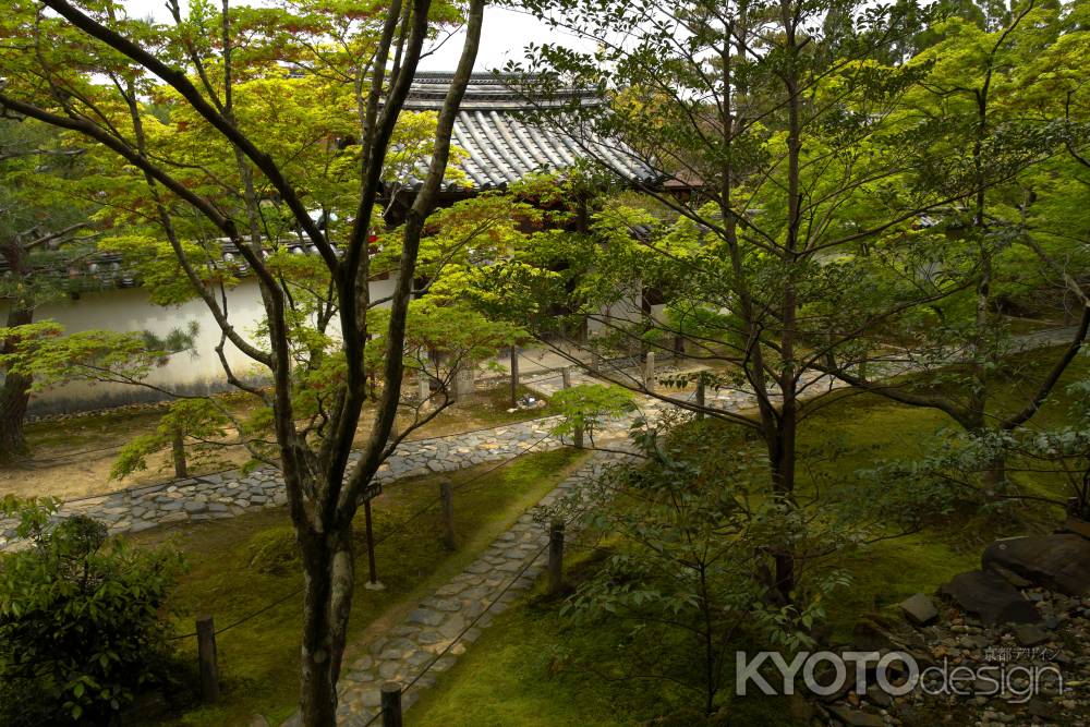 新緑の一休寺30