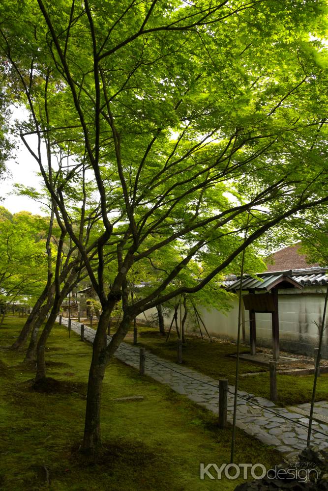 新緑の一休寺33