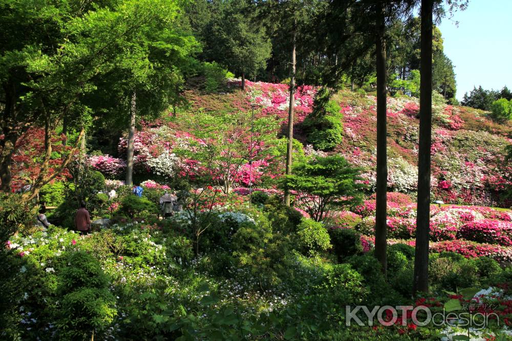 三室戸寺のツツジ1