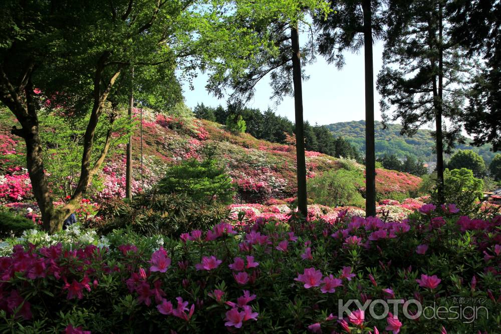 三室戸寺のツツジ2