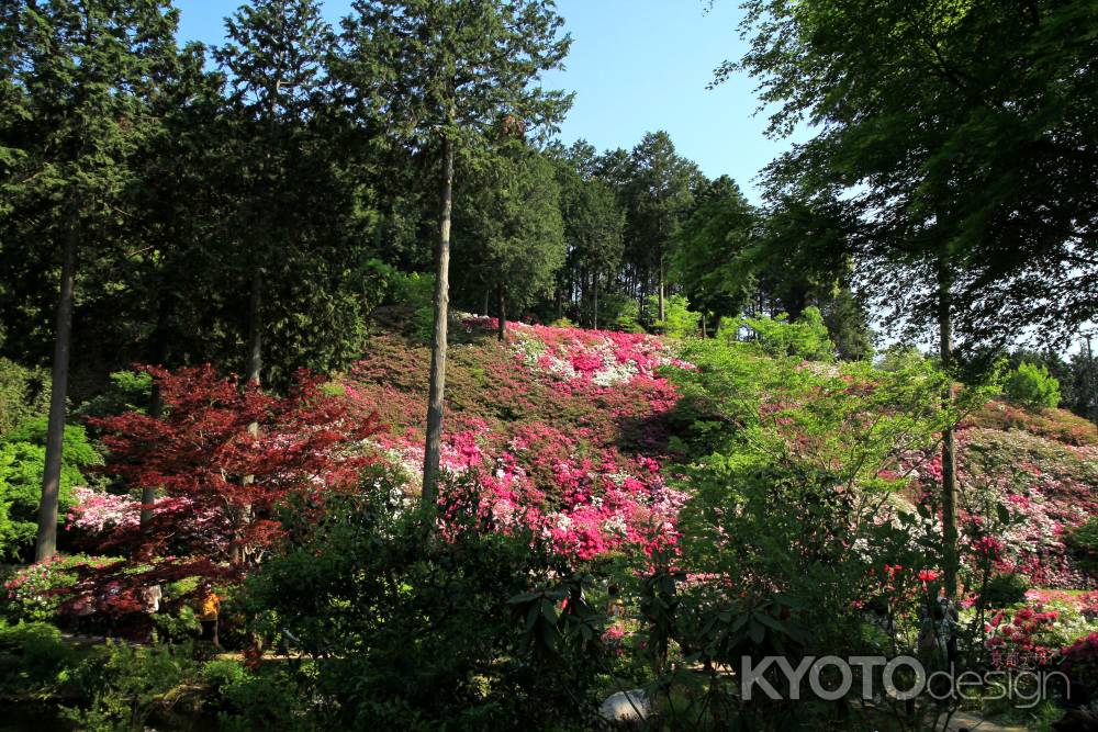 三室戸寺のツツジ4