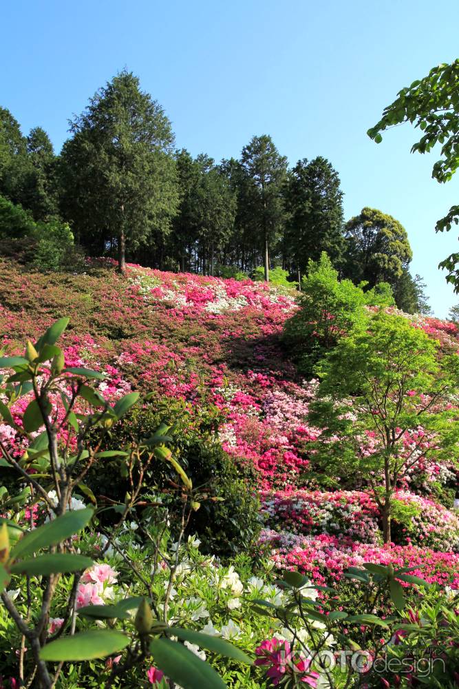 三室戸寺のツツジ5