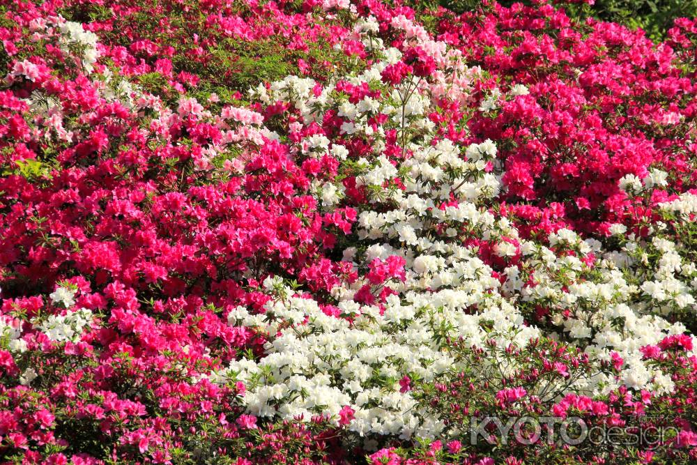 三室戸寺のツツジ9