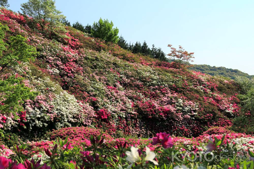 三室戸寺のツツジ12