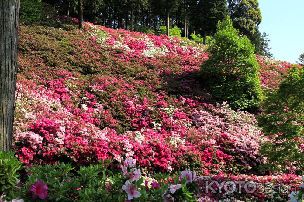三室戸寺のツツジ13