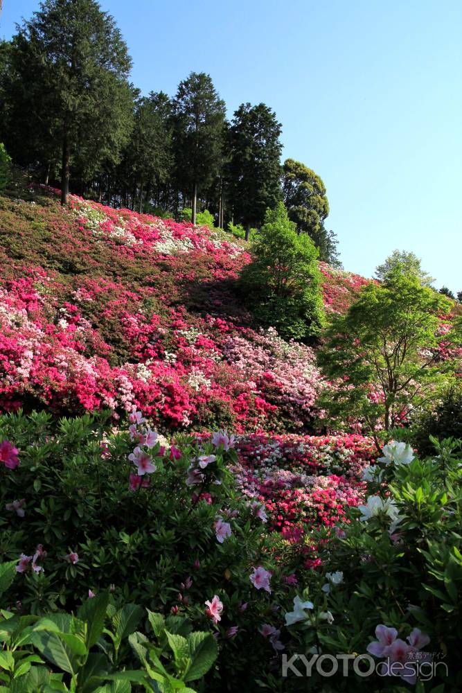 三室戸寺のツツジ15