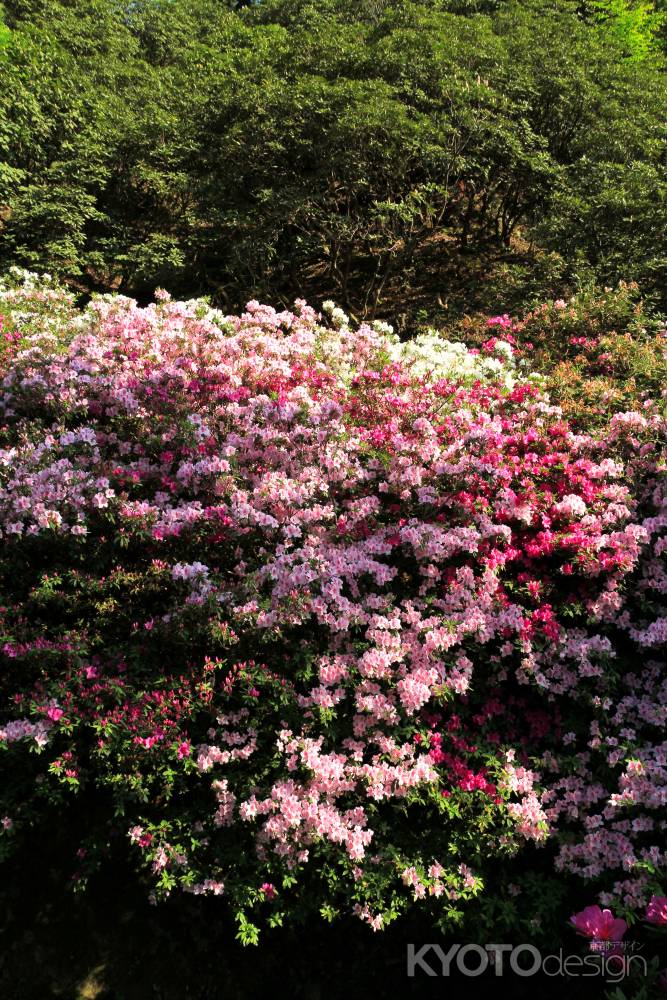 三室戸寺のツツジ17